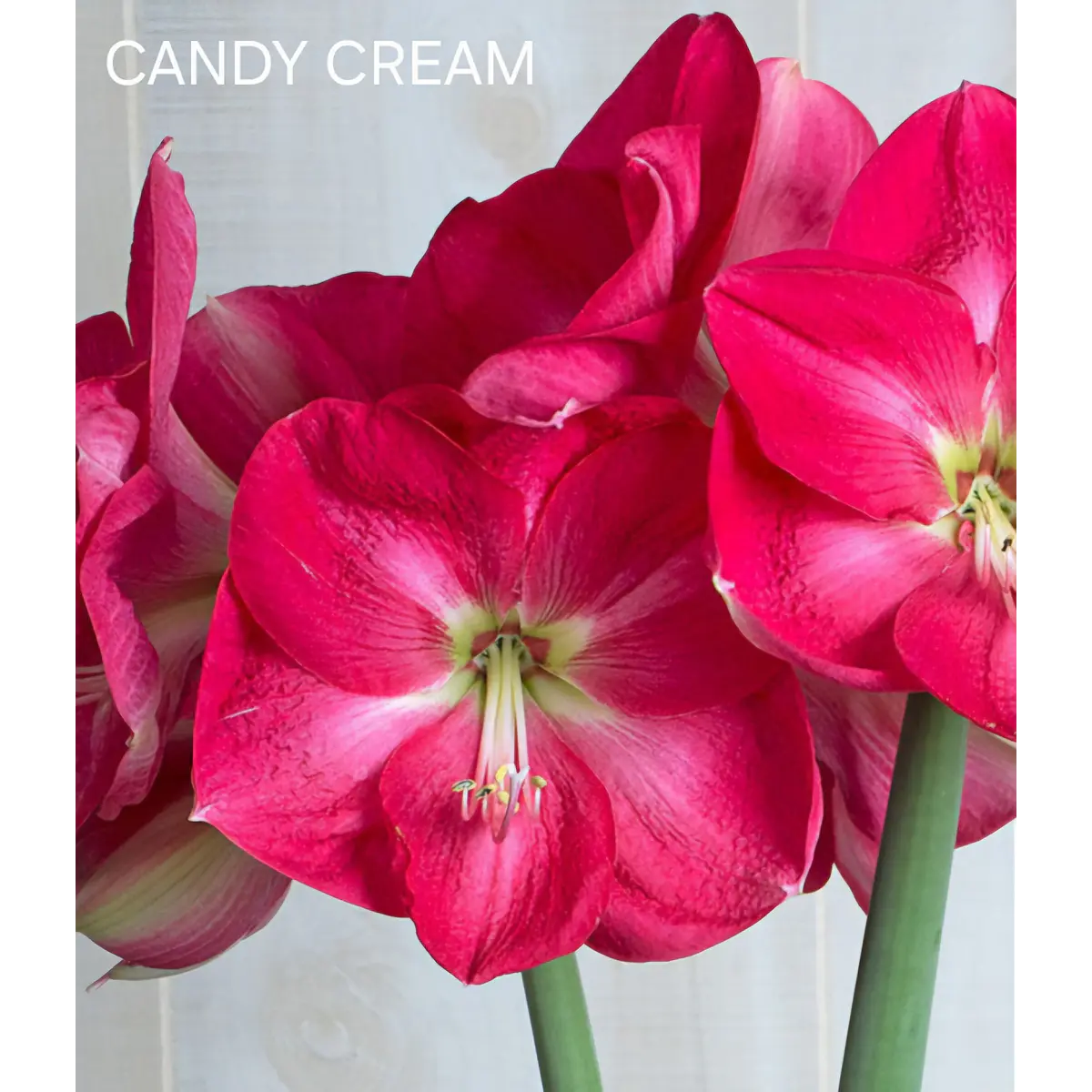 Amaryllis Candy Cream (Bulbo)