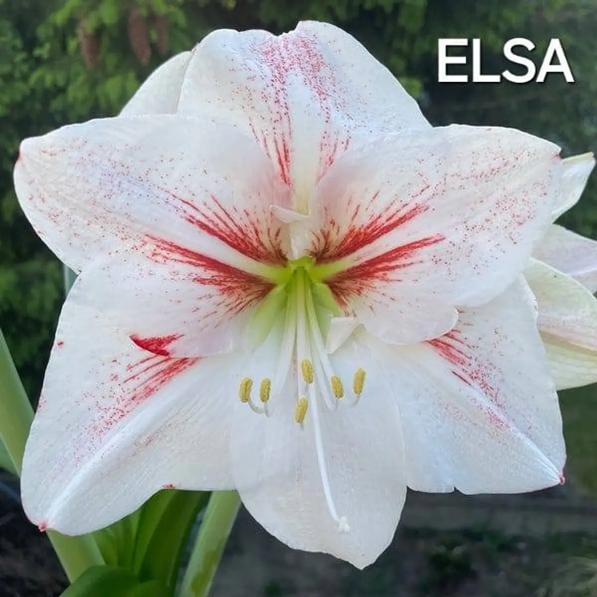 Amaryllis Elsa (Bulbo)