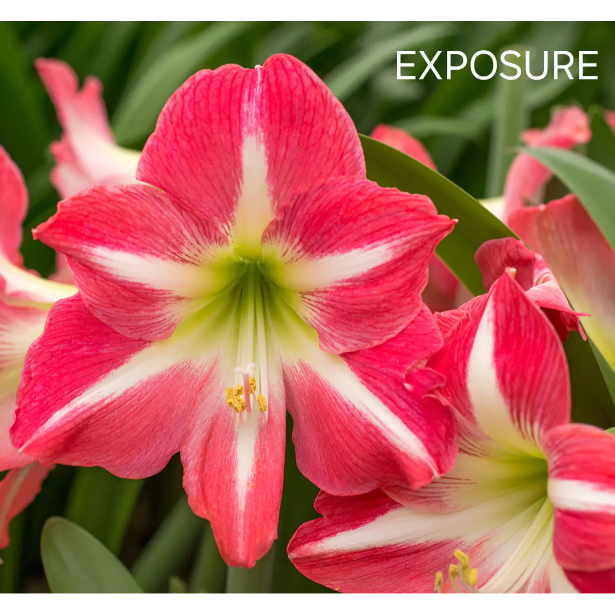 Amaryllis Exposure (Bulbo)