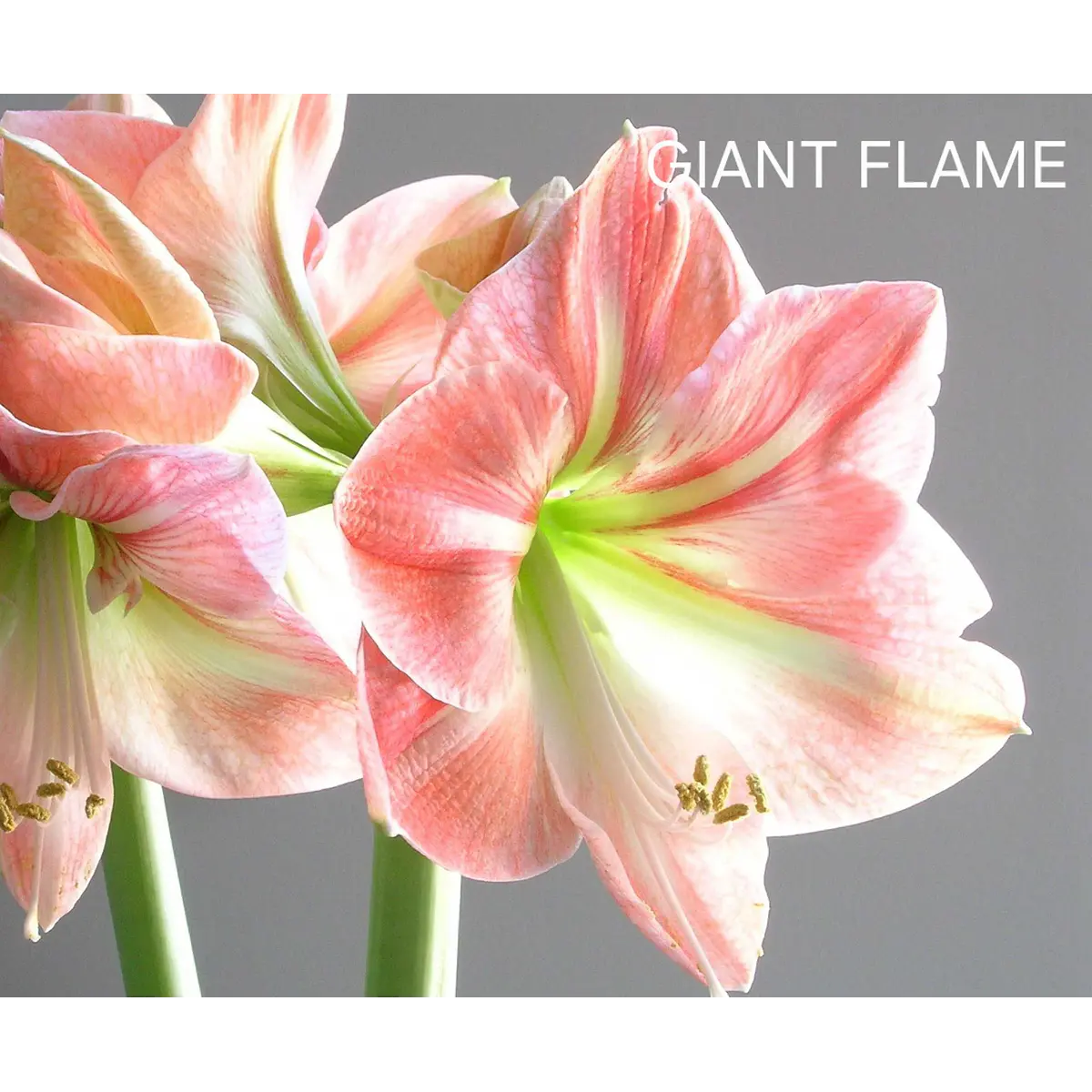 Amaryllis Giant Flame (Bulbo)