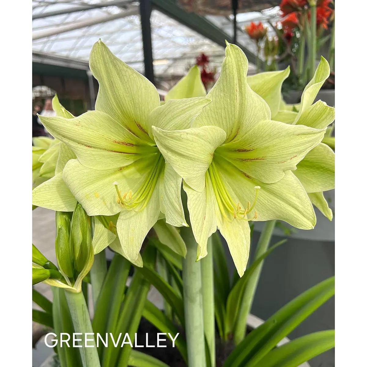 Amaryllis Greenvalley (Bulbo)