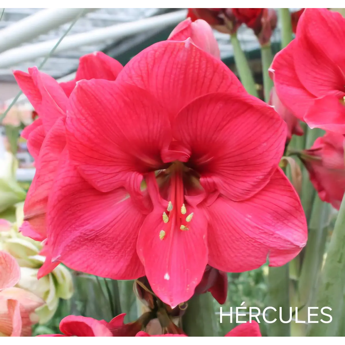 Amaryllis Hercules (Bulbo)