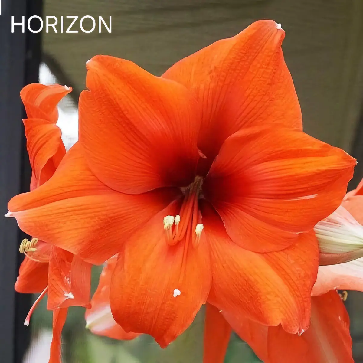 Amaryllis Horizon (Bulbo)