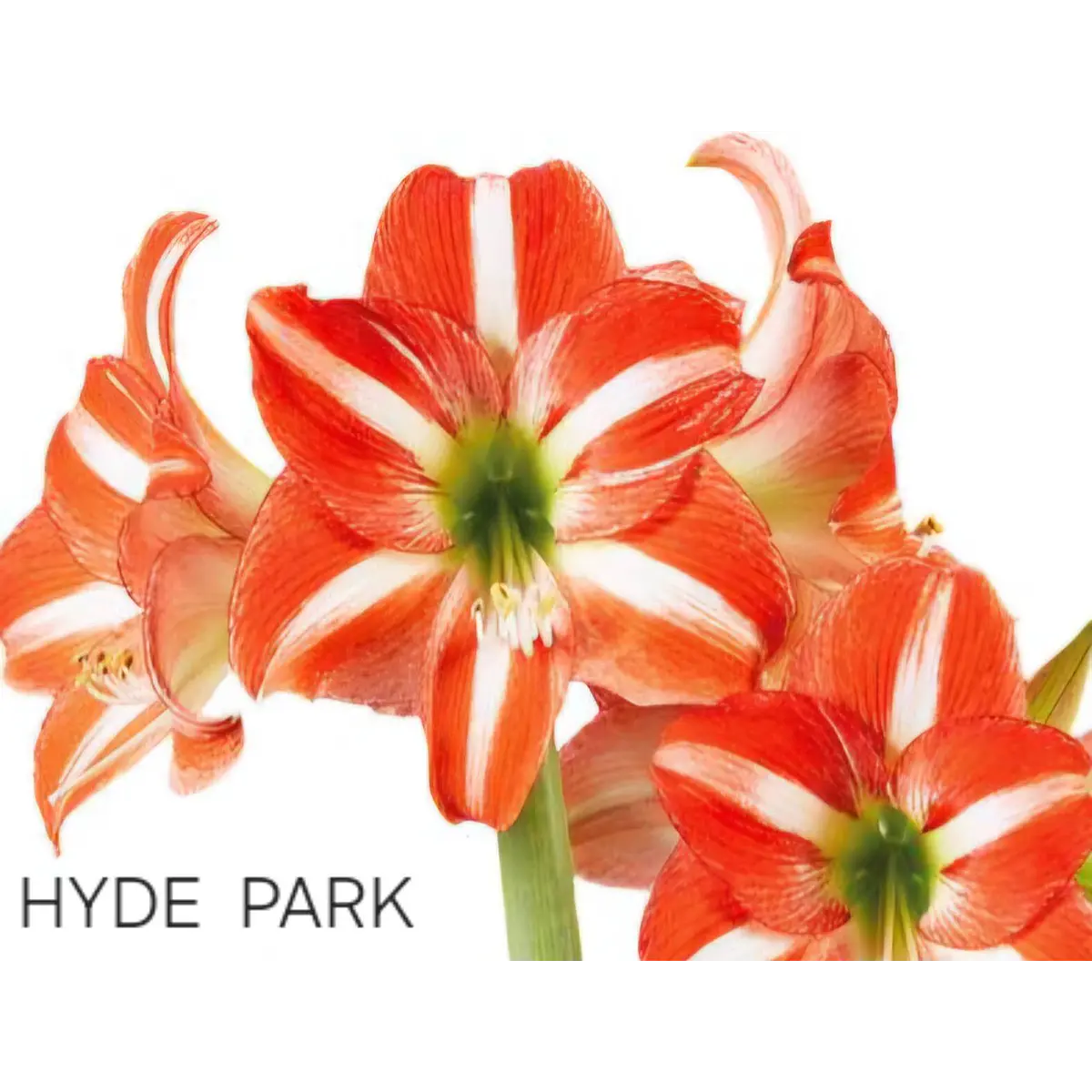 Amaryllis Hyde Park (Bulbo)