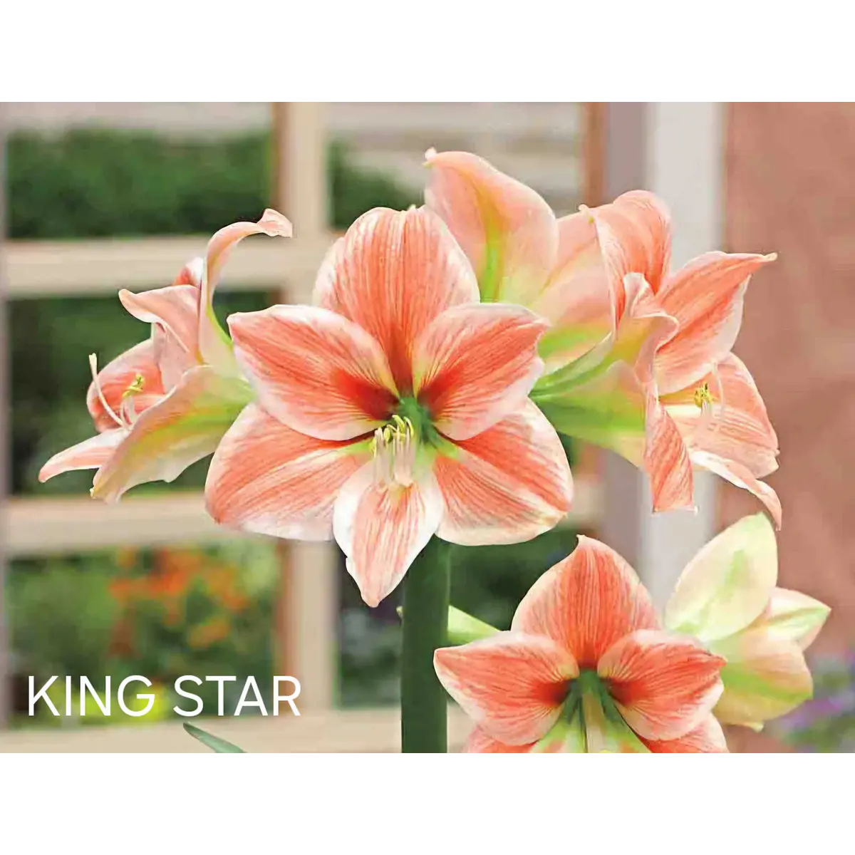 Amaryllis King Star (Bulbo)