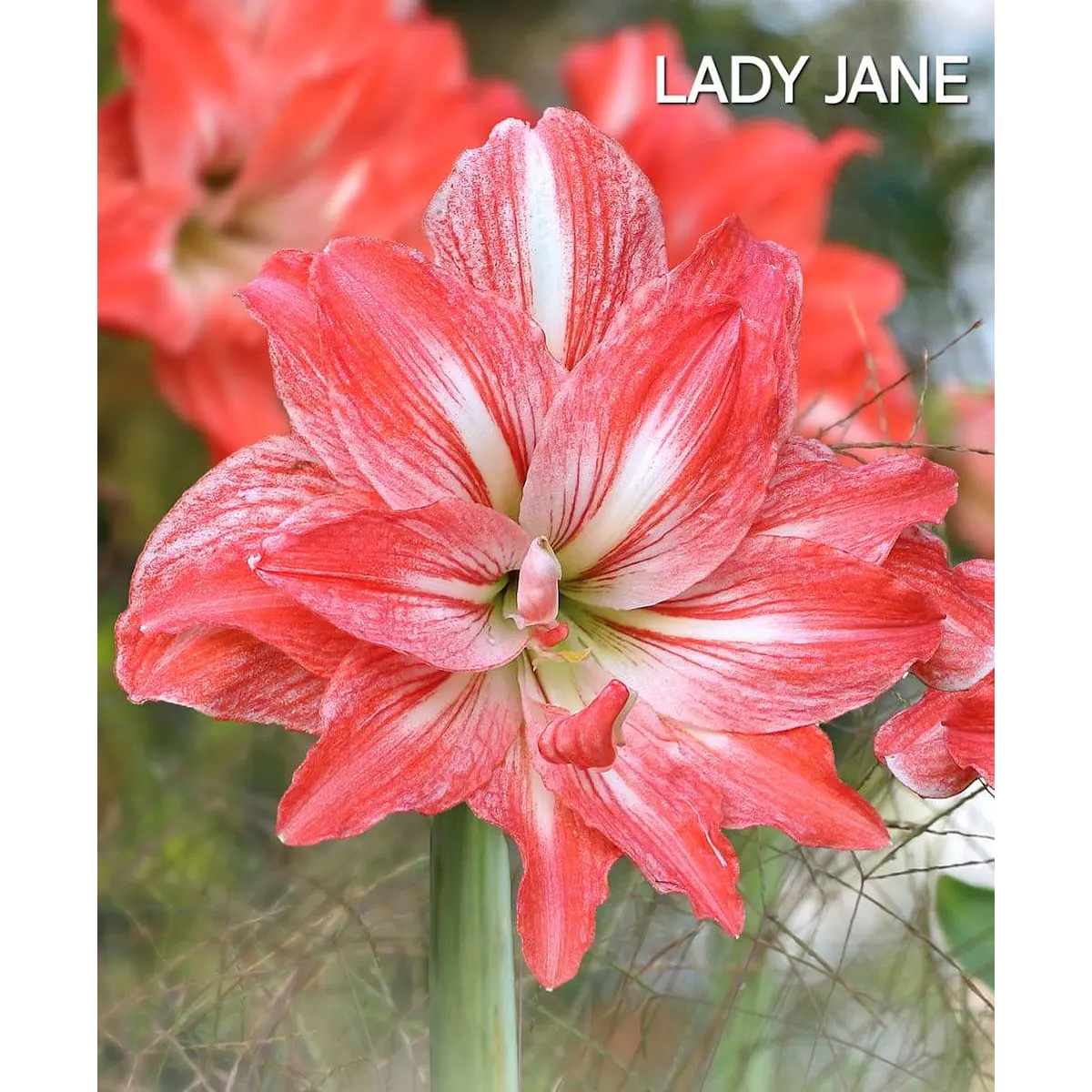 Amaryllis Lady Jane (Bulbo)