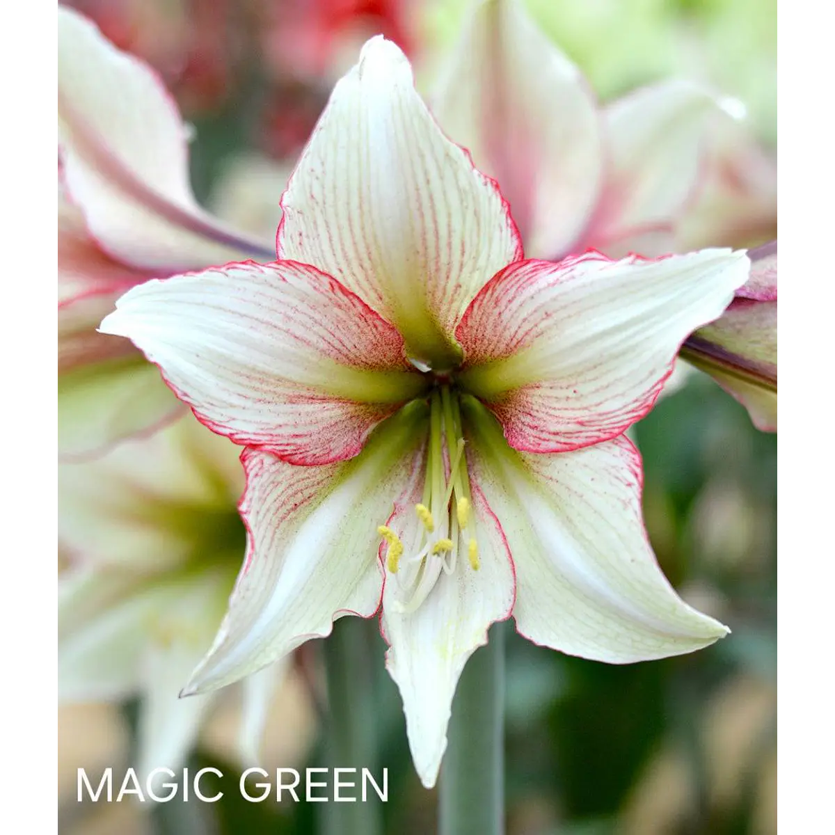 Amaryllis Magic Green (Bulbo)