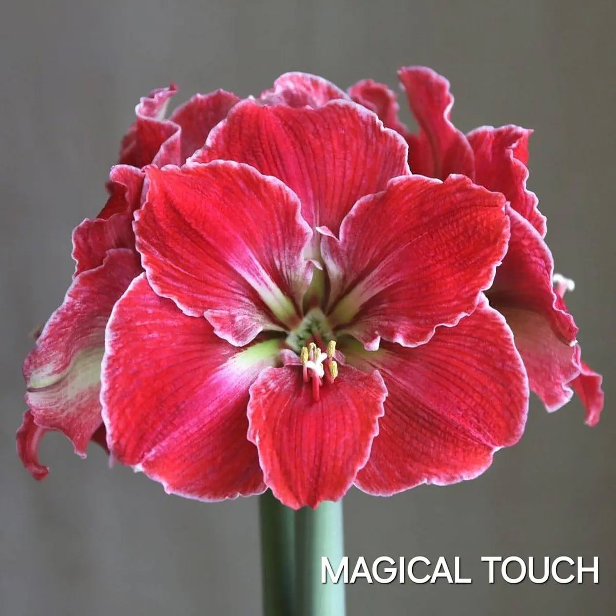 Amaryllis Magical Touch (Bulbo)