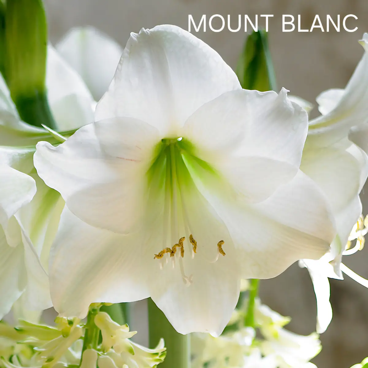 Amaryllis Mount Blanc (Bulbo)
