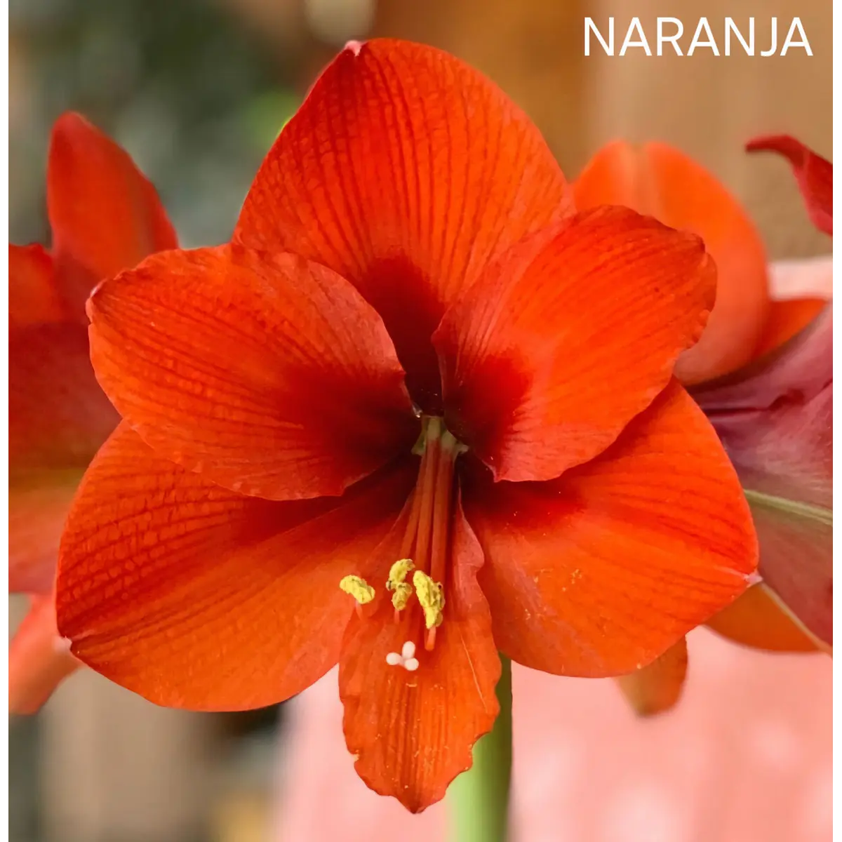 Amaryllis Naranja (Bulbo)