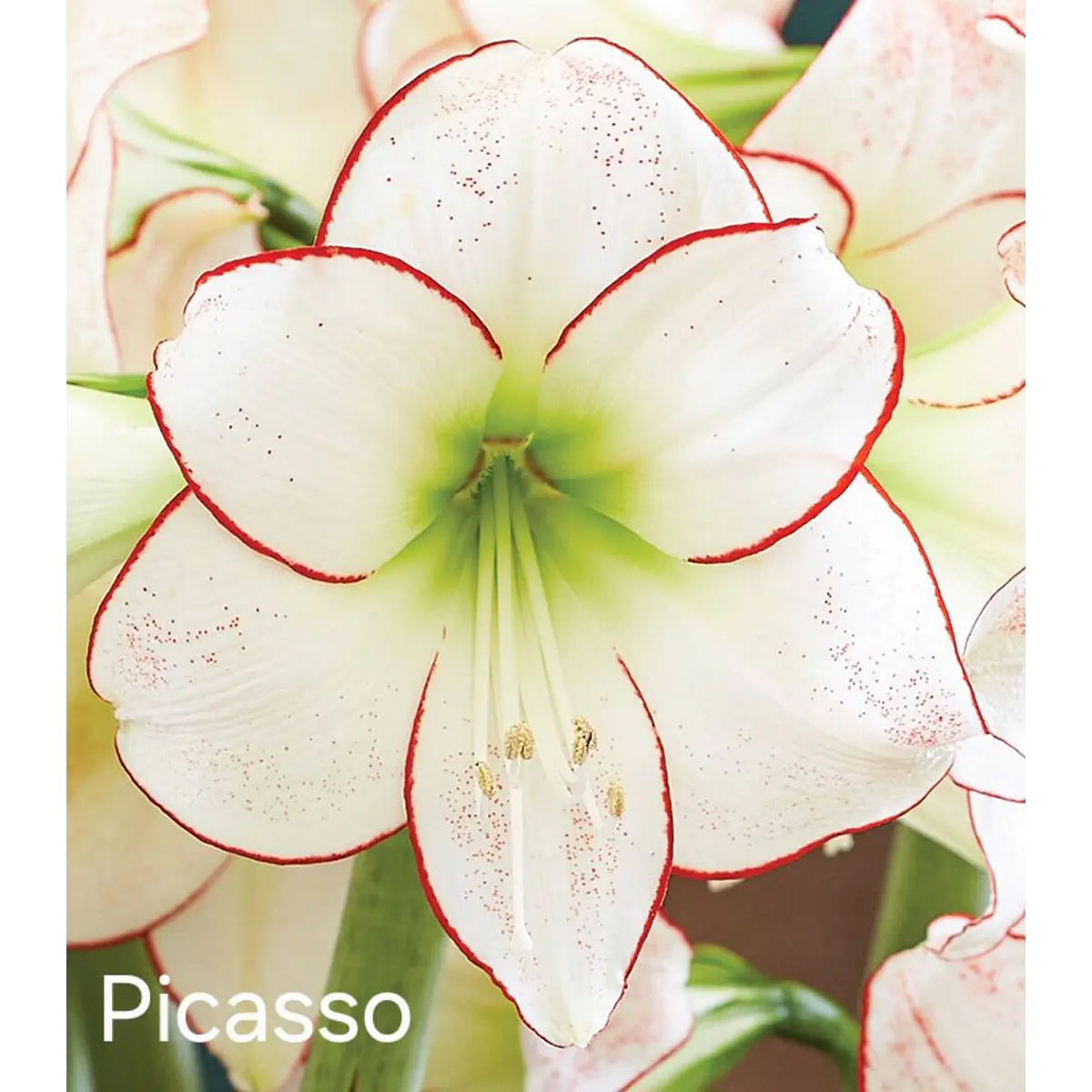 Amaryllis Picasso (Bulbo)