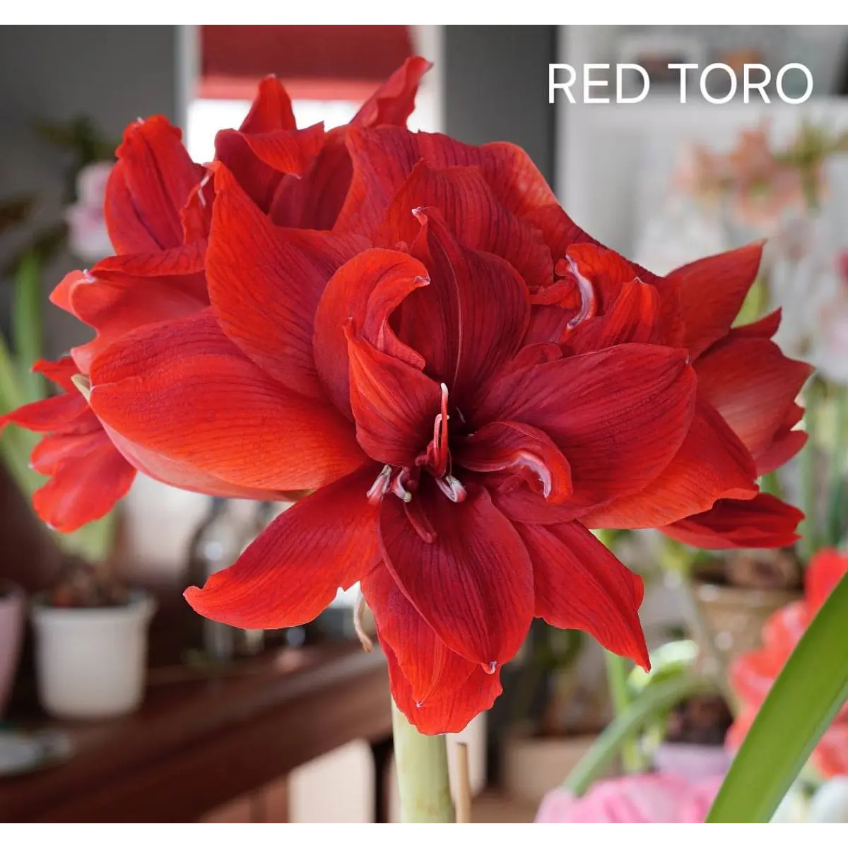 Amaryllis Red Toro (Bulbo)