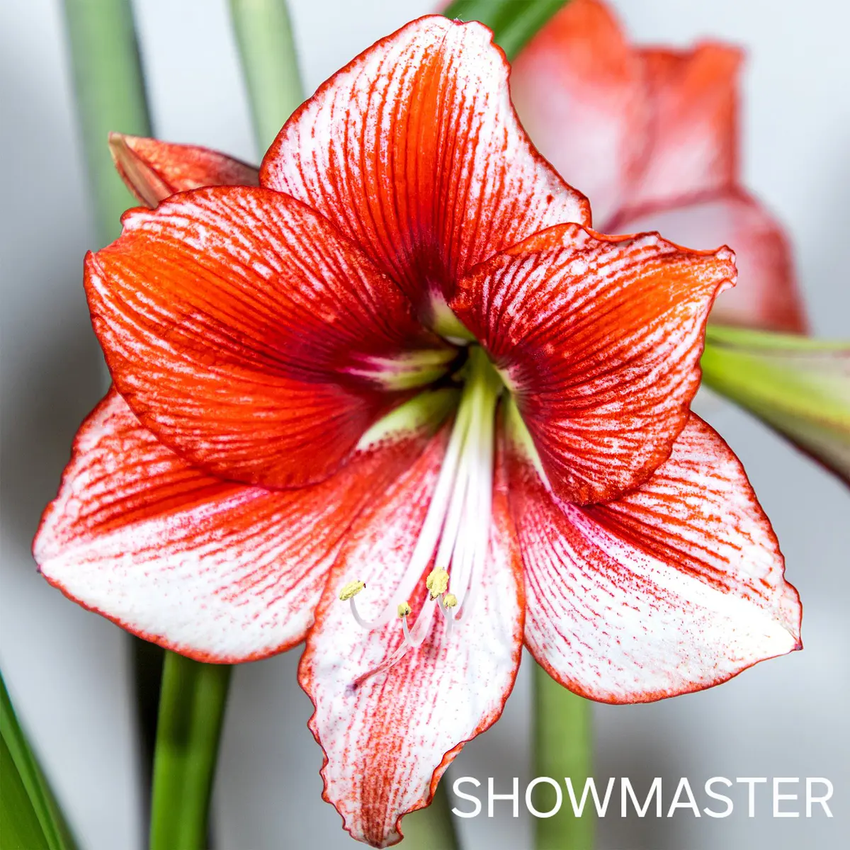 Amaryllis Showmaster (Bulbo)