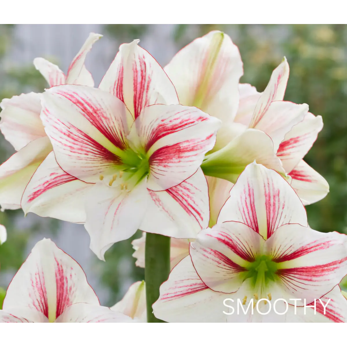 Amaryllis Smoothy (Bulbo)