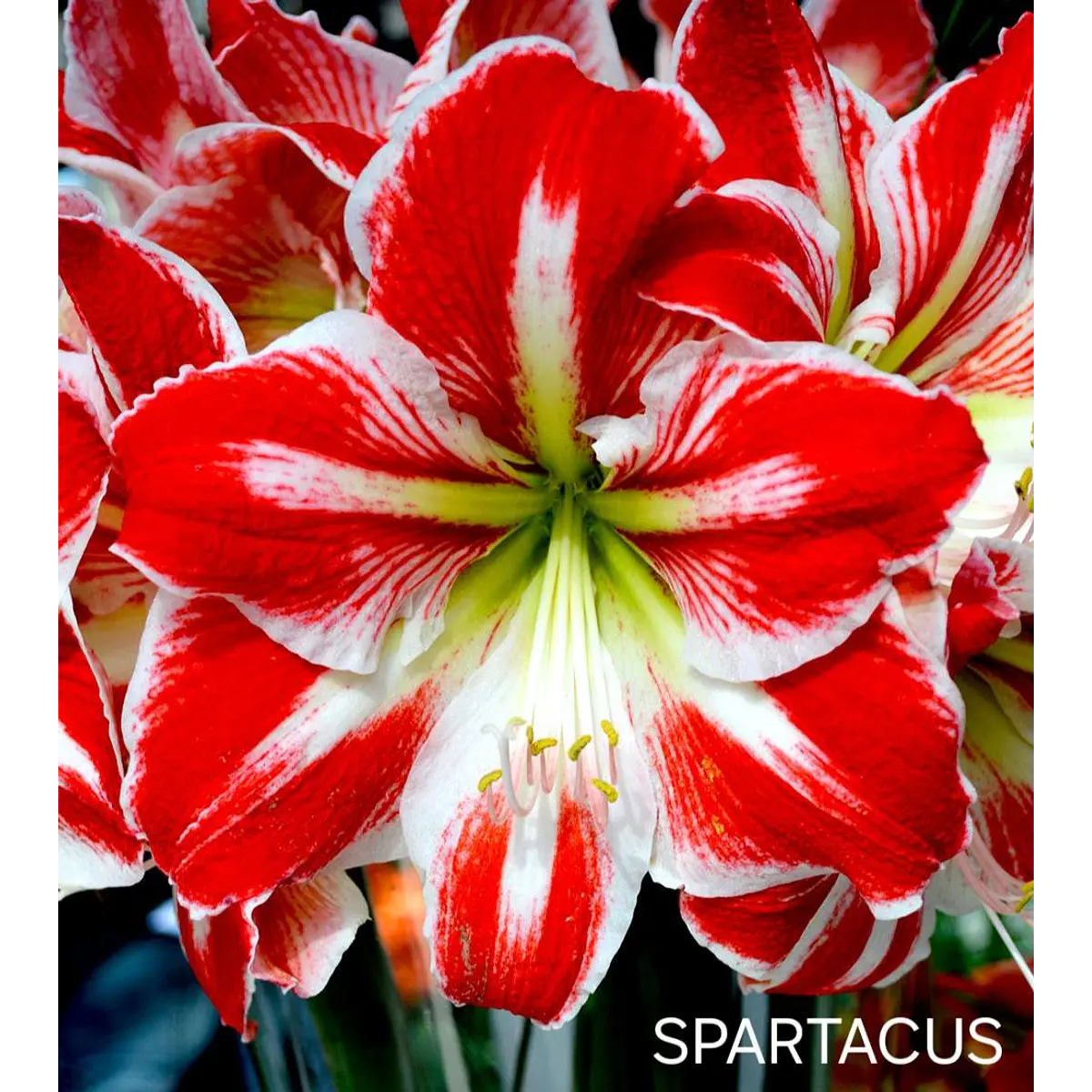 Amaryllis Spartacus (Bulbo)
