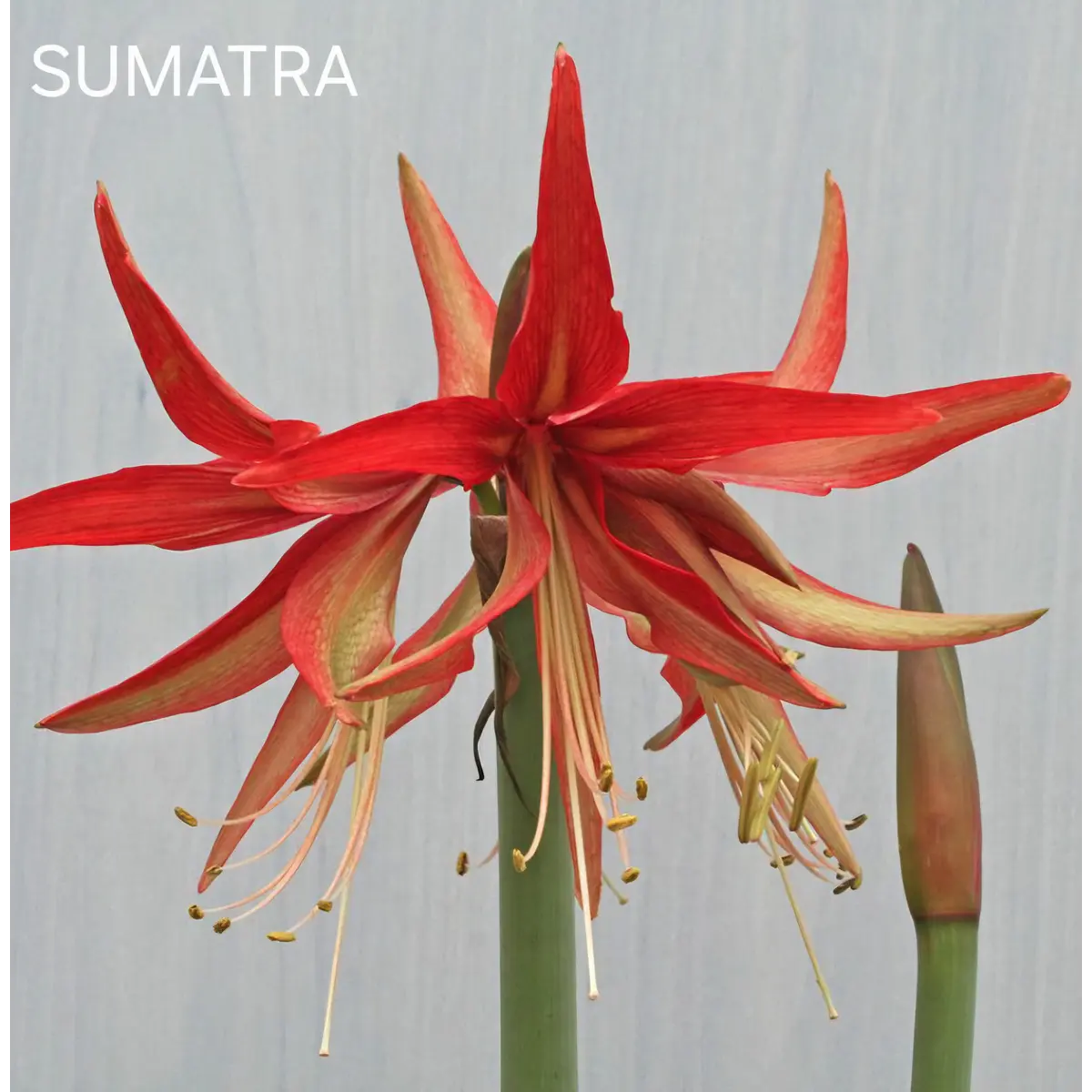 Amaryllis Sumatra (Bulbo)