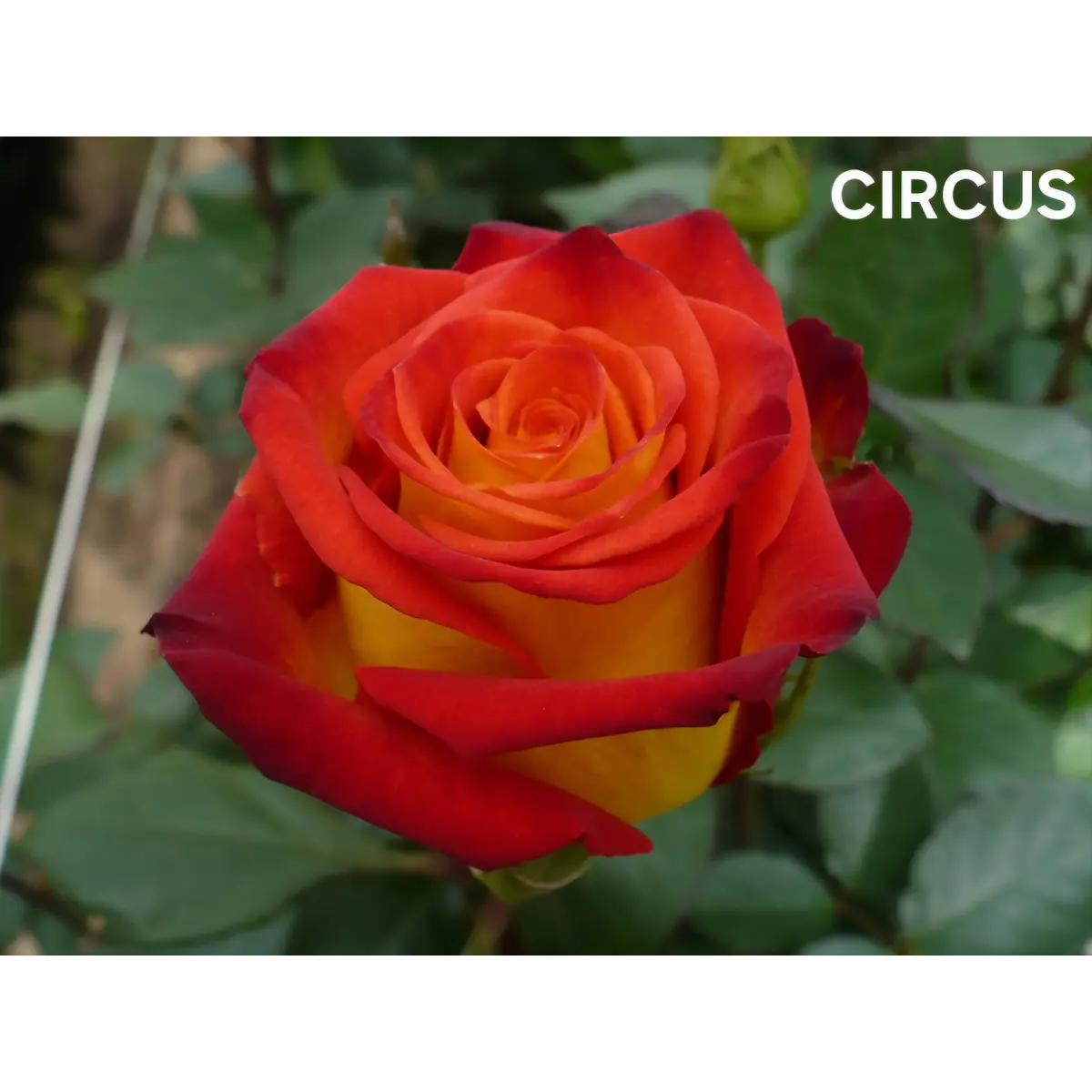 Rosa Circus (a Raiz Desnuda)