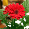 Gerberas para Maceta (plantines)