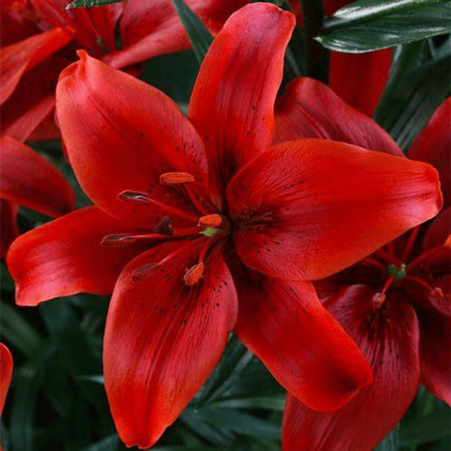 Caja Navideña Grande