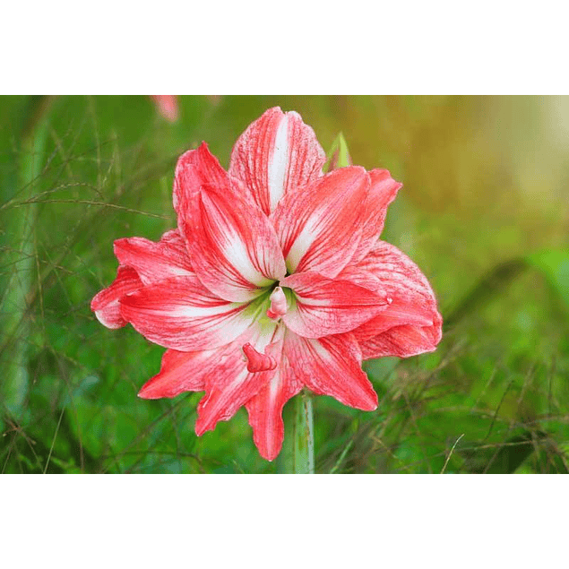 Caja Navideña Grande