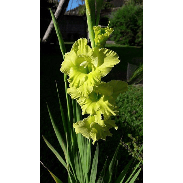 Caja Navideña Grande