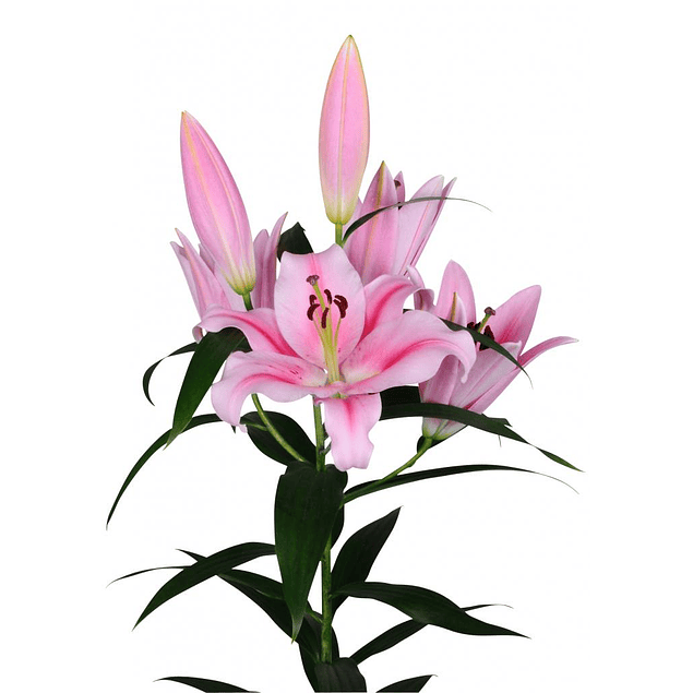 Caja Navideña Grande