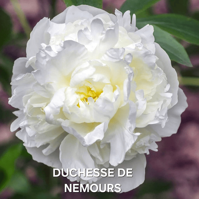 Colección Peonías 2026