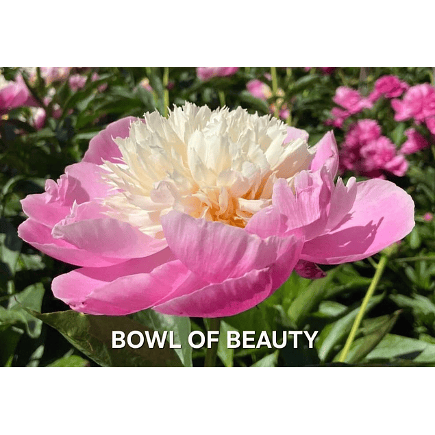 Colección Peonías 2026