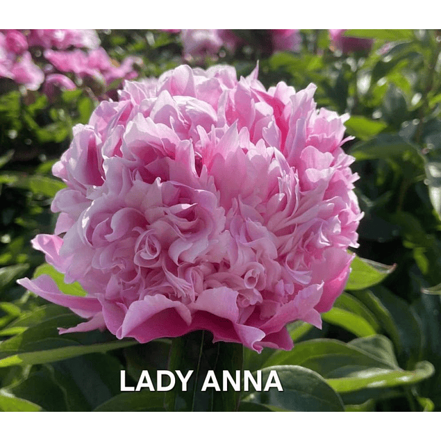 Colección Peonías 2026