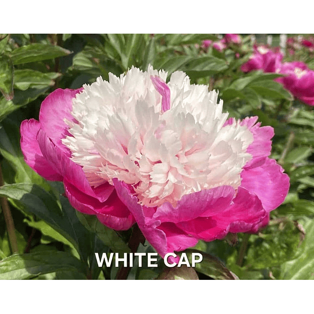 Colección Peonías 2026