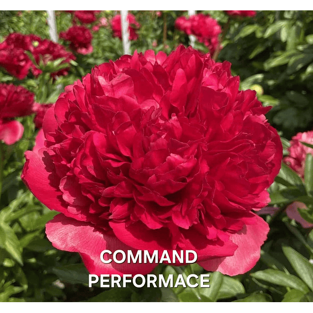 Colección Peonías 2026