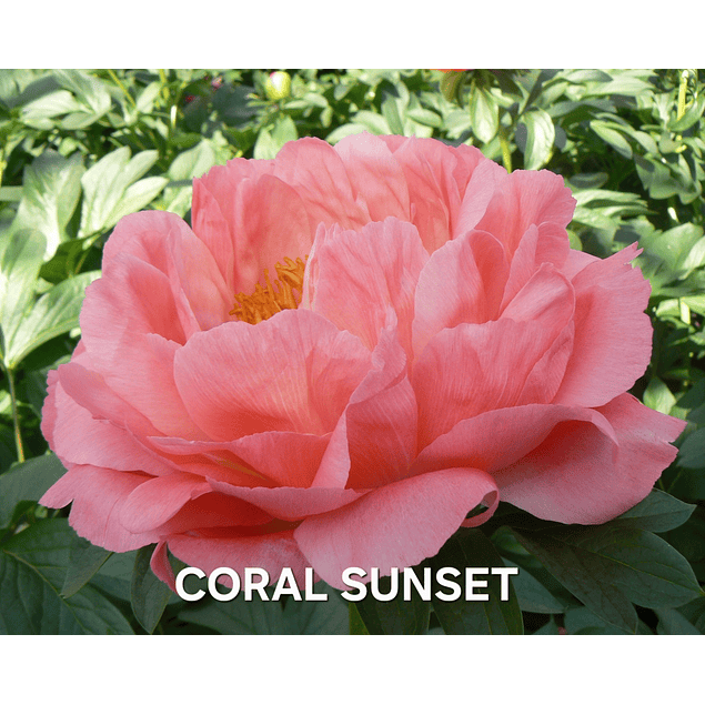 Colección Peonías 2026