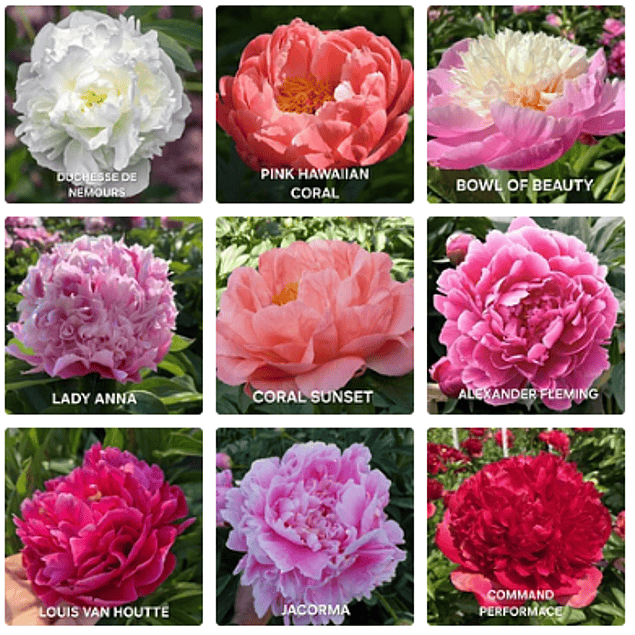 Colección Peonías 2026