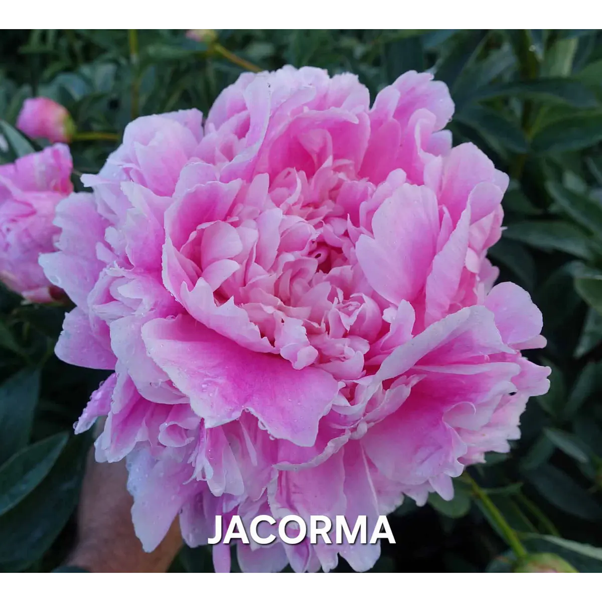 Peonia Jacorma (Rizoma)