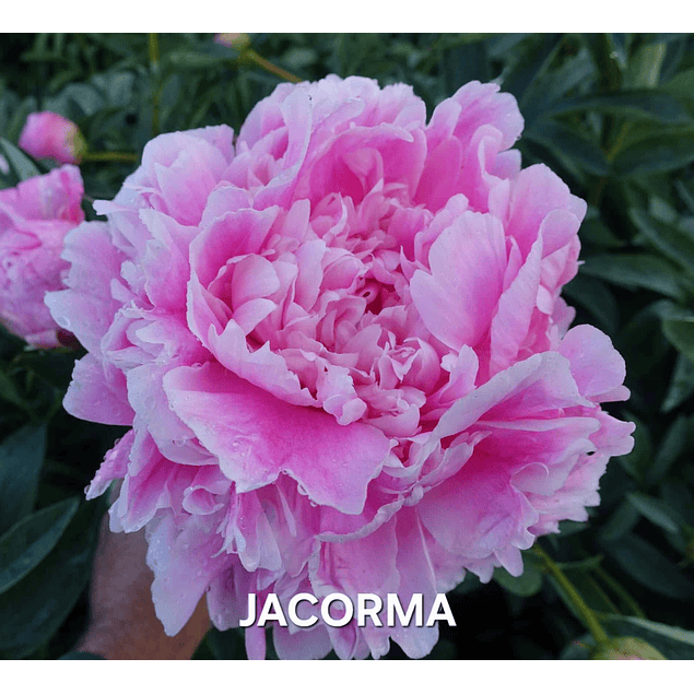 Peonia Jacorma (Rizoma)