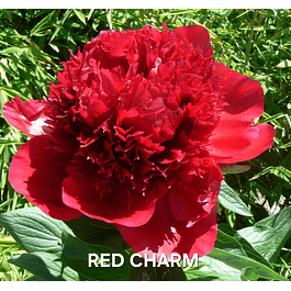 PEONIA RED CHARM (RIZOMA)