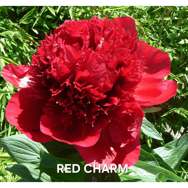 PEONIA RED CHARM (RIZOMA)