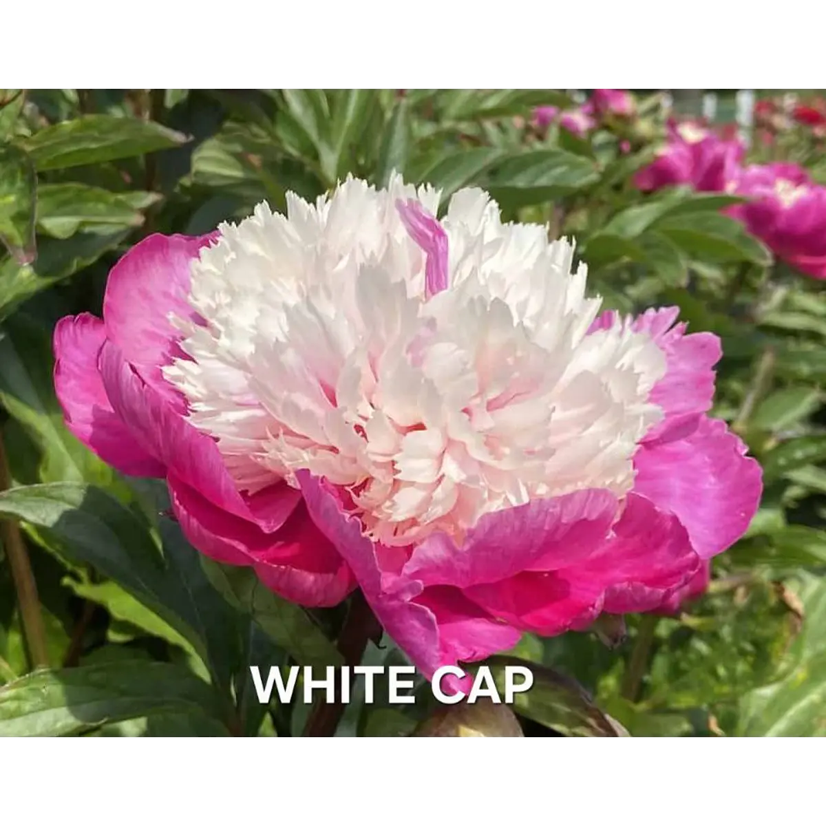 Peonía White Cap (Rizoma)