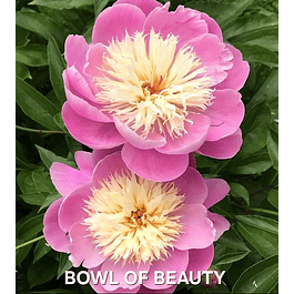 Peonia Bowl of Beauty (rizoma)