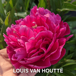 PEONIA Louis Van Houtte (Rizoma)