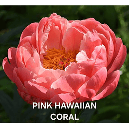 PEONIA PINK HAWAIIAN CORAL (RIZOMA)