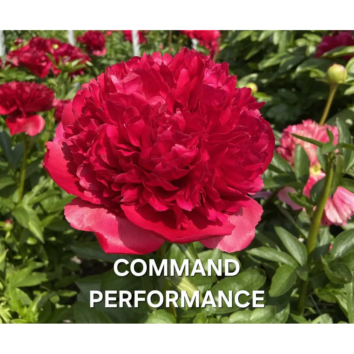 PEONIA COMMAND PERFORMANCE (Rizoma)