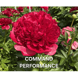 PEONIA COMMAND PERFORMANCE (Rizoma)