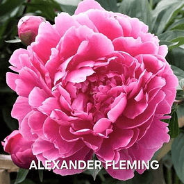 PEONIA ALEXANDER FLEMING (rizoma)