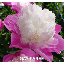 PEONIA GAY PAREE (rizoma)