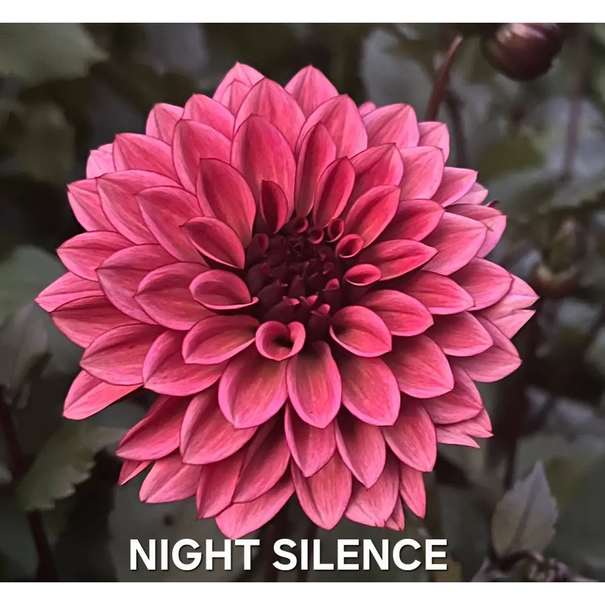 DALIA NIGHT SILENCE (TUBERCULO)