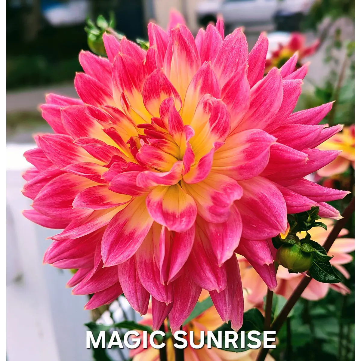 DALIA MAGIC SUNRISE (TUBERCULO)