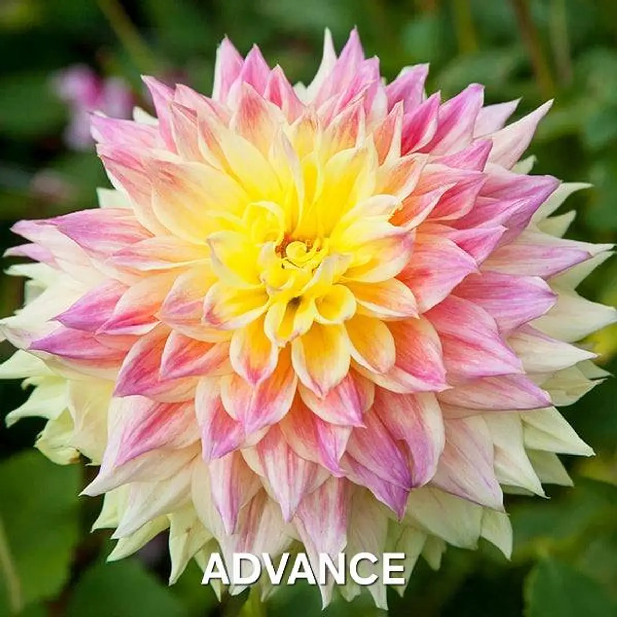DALIA ADVANCE (TUBERCULO)
