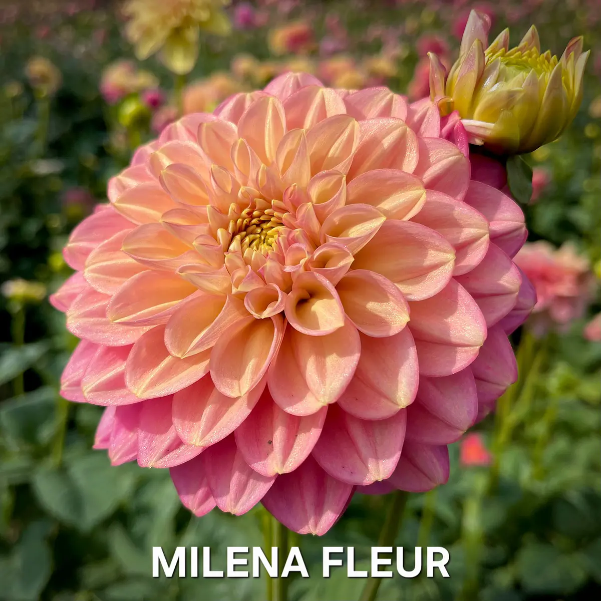 DALIA MILENA FLEUR (TUBERCULO)