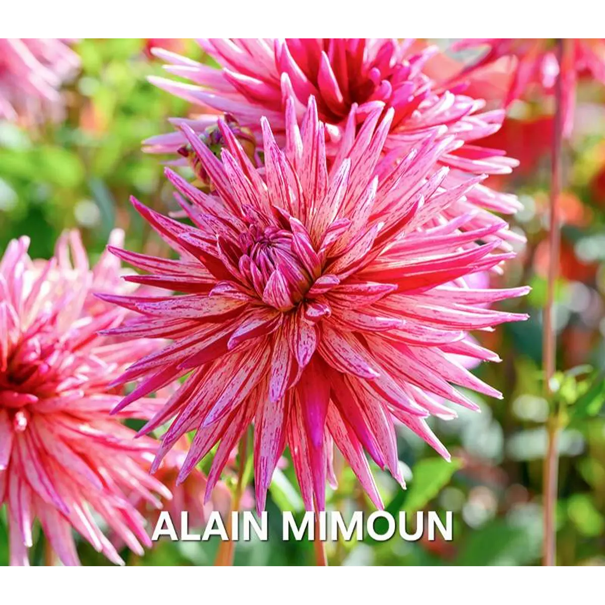 DALIA ALAIN MIMOUN (TUBERCULO)